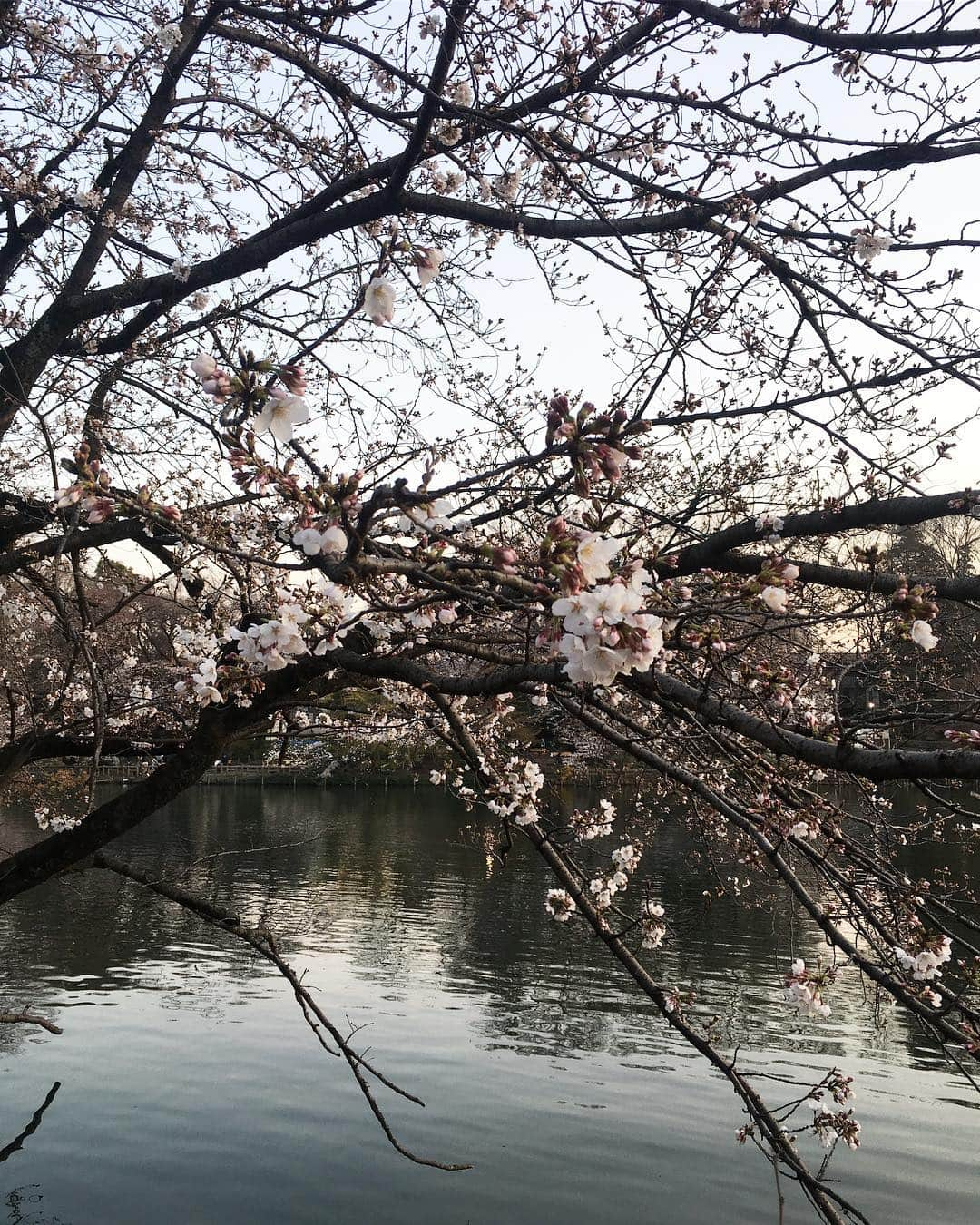 佐々木千紘さんのインスタグラム写真 - (佐々木千紘Instagram)「桜も開花🌸🍡毎年お花見に来ている井の頭公園🌿🌸💕東京にでてきた18歳の頃初めて住んだ地💓☝️💓色々な楽しすぎる思い出のある場所👀大自然の岩手から出てきた時、なんか気持ち悪い公園、、、と思った記憶がありますが、年々好きになります🤔💓💕💗 .  今日はサロンアカデミーからの1日🌷明日もお休みいただいております🙇‍♀️💕 .  #minx#harajuku#桜#井の頭公園#東京散歩#いつもありがとうございます#3月もよろしくお願いします 🎀木曜日は所々にまだ空きがございます🙇‍♀️💕週末は予約埋まってきておりますのでお早めにお願い致します🌸🍓」3月26日 21時12分 - chipisasaki