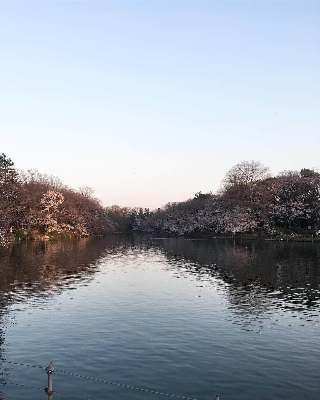 佐々木千紘さんのインスタグラム写真 - (佐々木千紘Instagram)「桜も開花🌸🍡毎年お花見に来ている井の頭公園🌿🌸💕東京にでてきた18歳の頃初めて住んだ地💓☝️💓色々な楽しすぎる思い出のある場所👀大自然の岩手から出てきた時、なんか気持ち悪い公園、、、と思った記憶がありますが、年々好きになります🤔💓💕💗 .  今日はサロンアカデミーからの1日🌷明日もお休みいただいております🙇‍♀️💕 .  #minx#harajuku#桜#井の頭公園#東京散歩#いつもありがとうございます#3月もよろしくお願いします 🎀木曜日は所々にまだ空きがございます🙇‍♀️💕週末は予約埋まってきておりますのでお早めにお願い致します🌸🍓」3月26日 21時12分 - chipisasaki