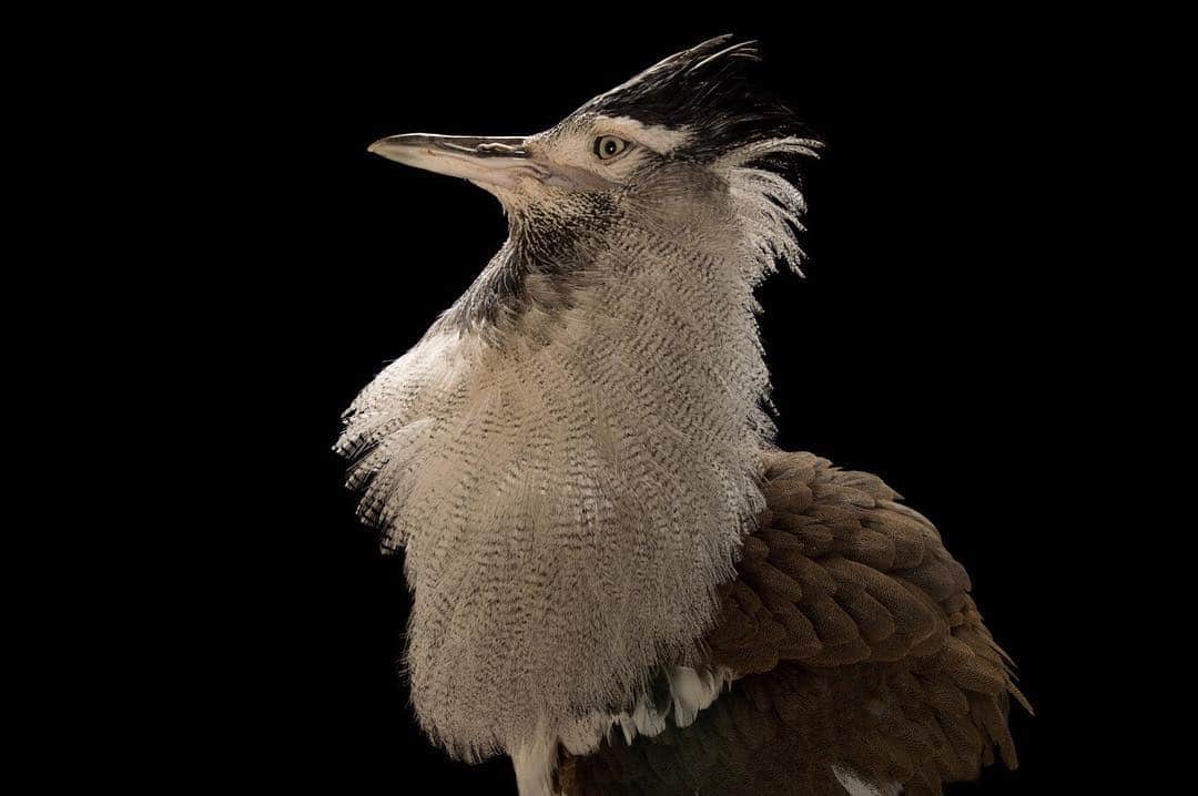 Joel Sartoreさんのインスタグラム写真 - (Joel SartoreInstagram)「Rarely flying and never migrating, kori bustards stalk the savannahs of eastern and southern Africa in search of large insects or small animals to eat. Reaching almost five feet tall and weighing nearly 40 pounds, the giant males of this species are among the heaviest of all flighted birds. During the breeding season, males will gather in a specific area and simultaneously perform their courtship displays to impress female onlookers. Unfortunately, these beautiful birds are often hunted for their meat and are also threatened by habitat loss, which has led to a decline in their numbers. On this Kori Bustard Day, share the story of this animal with others – simply raising awareness about this species can contribute to its overall protection. Photo taken @zooatl」3月26日 21時24分 - joelsartore