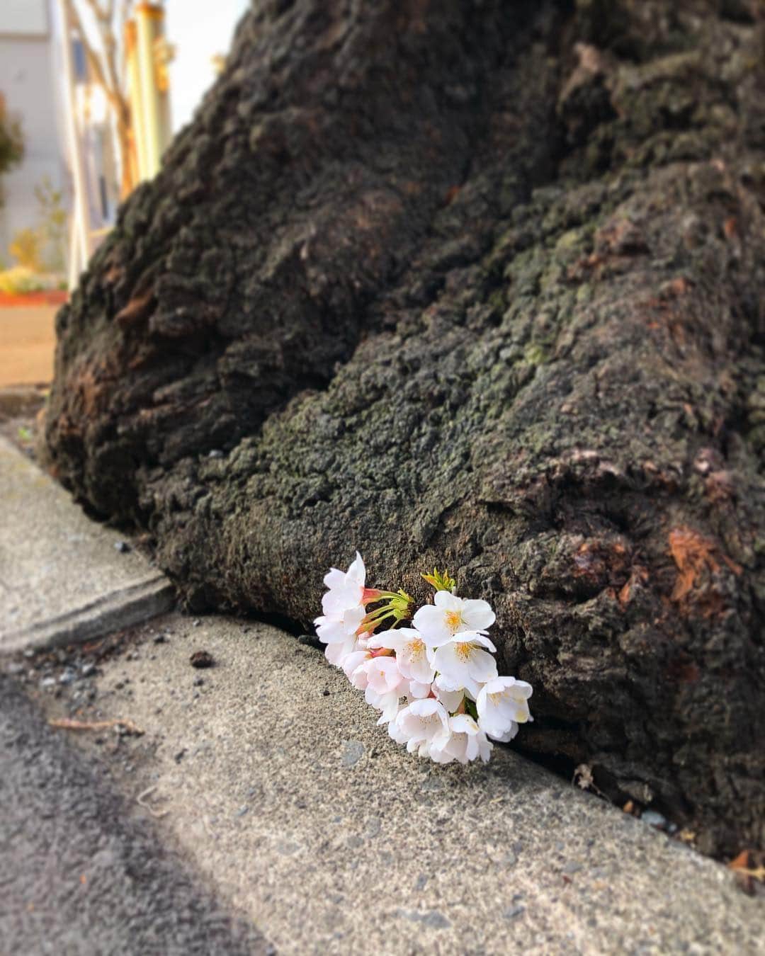 SAYUKIさんのインスタグラム写真 - (SAYUKIInstagram)「さくら。こんな所にも咲くのね😳🌸 #SAKURA #桜 #cherryblossom #健気さ #桜っていちいち感動する」3月26日 21時17分 - sayukisvoice
