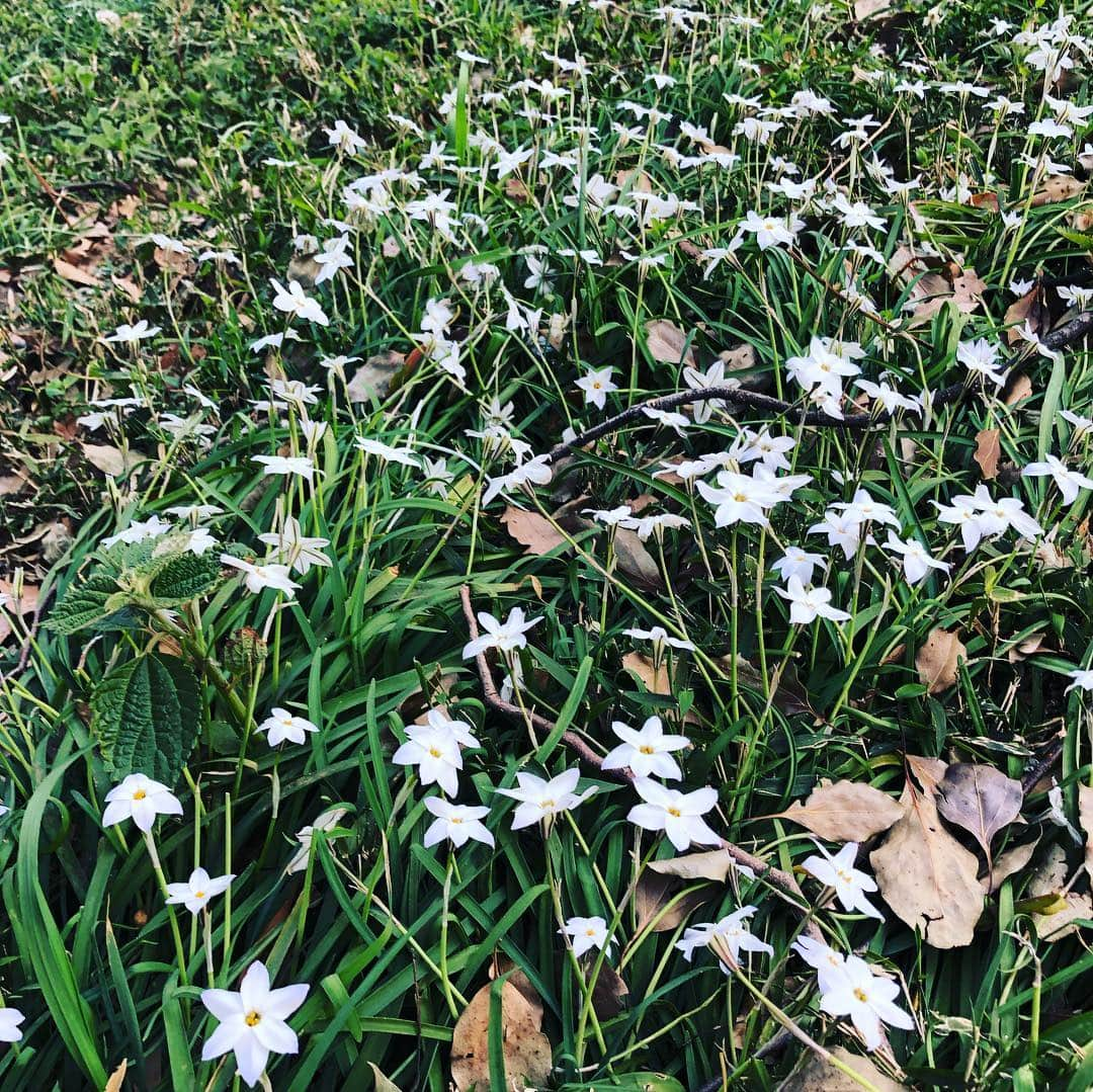 松浦美穂さんのインスタグラム写真 - (松浦美穂Instagram)「TWIGGY恒例の花見  結構本気の手料理をそれぞれが持ち寄りお花見〜🌸🌸 ギターを弾いたり歌ったりその横でバトミントンやったり、キャッチボールやったり、と…この人達、どんだけ自由(笑笑)  近所も春の花や実がなり…ハッピーの散歩が楽しい季節になりました。  #花見 #桜 #twiggytokyo  #駒場公園 #春 #犬の散歩 #歌がフラット笑」3月26日 21時17分 - twiggy_mihomatsuura