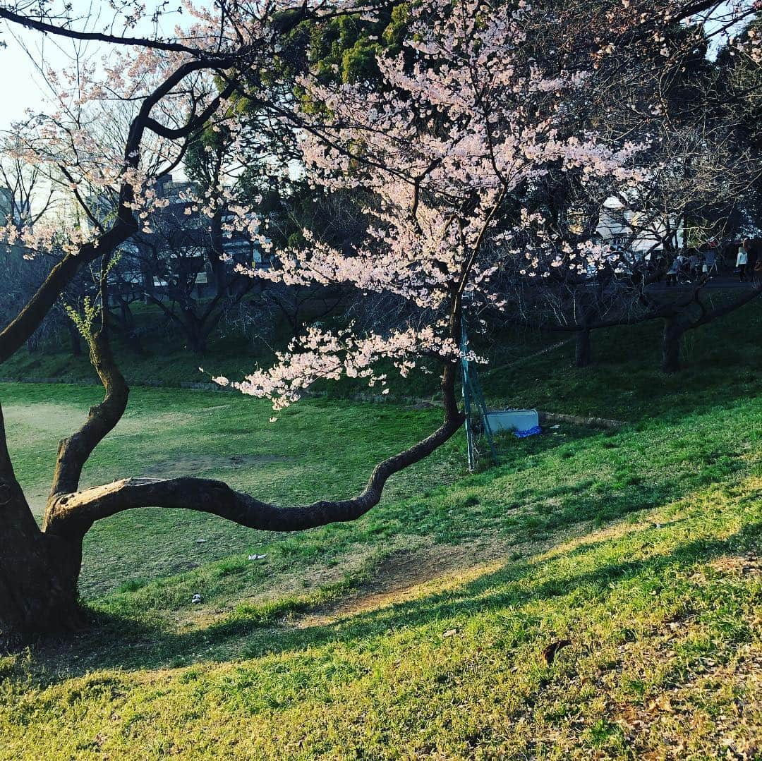 松浦美穂さんのインスタグラム写真 - (松浦美穂Instagram)「TWIGGY恒例の花見  結構本気の手料理をそれぞれが持ち寄りお花見〜🌸🌸 ギターを弾いたり歌ったりその横でバトミントンやったり、キャッチボールやったり、と…この人達、どんだけ自由(笑笑)  近所も春の花や実がなり…ハッピーの散歩が楽しい季節になりました。  #花見 #桜 #twiggytokyo  #駒場公園 #春 #犬の散歩 #歌がフラット笑」3月26日 21時17分 - twiggy_mihomatsuura