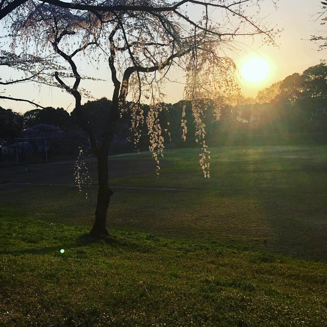 松浦美穂さんのインスタグラム写真 - (松浦美穂Instagram)「TWIGGY恒例の花見  結構本気の手料理をそれぞれが持ち寄りお花見〜🌸🌸 ギターを弾いたり歌ったりその横でバトミントンやったり、キャッチボールやったり、と…この人達、どんだけ自由(笑笑)  近所も春の花や実がなり…ハッピーの散歩が楽しい季節になりました。  #花見 #桜 #twiggytokyo  #駒場公園 #春 #犬の散歩 #歌がフラット笑」3月26日 21時17分 - twiggy_mihomatsuura