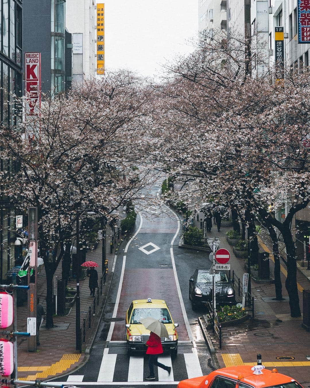 Yuma Yamashitaさんのインスタグラム写真 - (Yuma YamashitaInstagram)「🌸☂️#Inspirationcultmag #桜」3月26日 21時17分 - yuma1983