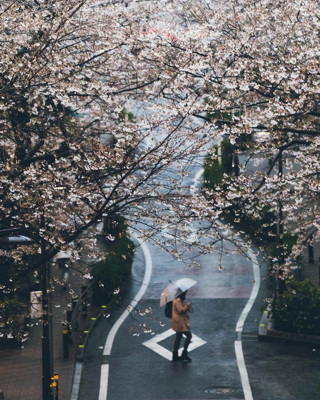 Yuma Yamashitaさんのインスタグラム写真 - (Yuma YamashitaInstagram)「🌸☂️#Inspirationcultmag #桜」3月26日 21時17分 - yuma1983