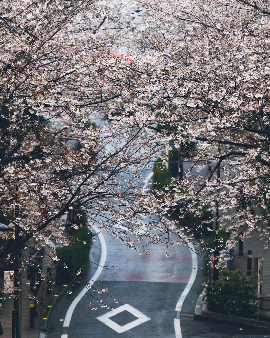 Yuma Yamashitaのインスタグラム：「🌸☂️#Inspirationcultmag #桜」