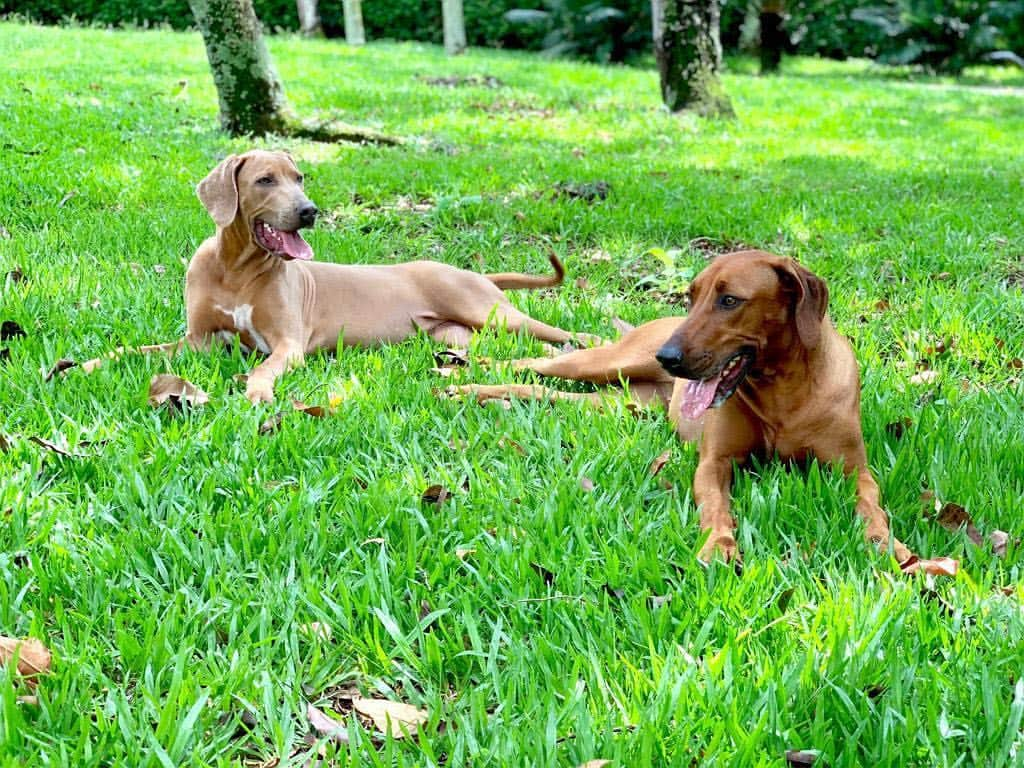 Ana Hickmannさんのインスタグラム写真 - (Ana HickmannInstagram)「Nossas adolescentes Diva e Aisha no descanso merecido, após as brincadeiras matinais! @canilhickmannridgehunter #formulanatural #canilhickmann #raçãoformulanatural #fn #adimaxpet #dog #dogs #rhodesianridgeback @formulanaturaloficial」3月26日 21時20分 - ahickmann