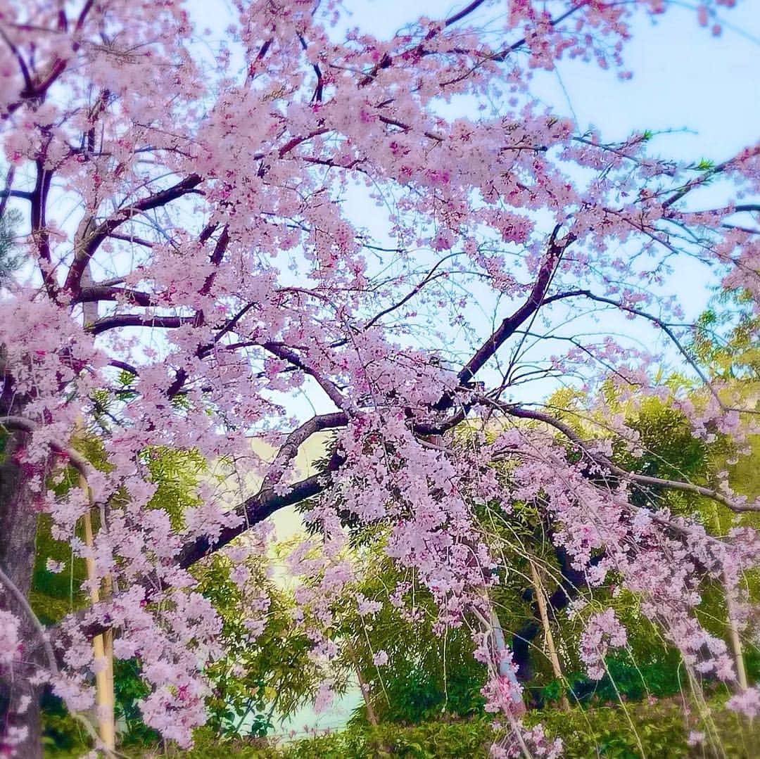 春奈るなさんのインスタグラム写真 - (春奈るなInstagram)「今日はみどちんのお誕生日のお祝いをすべく、みどちんとapishのつかさちゃんと一緒に、おしゃれなランチをしてきたよ！ 改めて、みどちんお誕生日おめでとう♡♡♡ 桜も綺麗に咲いてました🌸🌸🌸 #お誕生日おめでとう」3月26日 21時32分 - lunaharuna_official