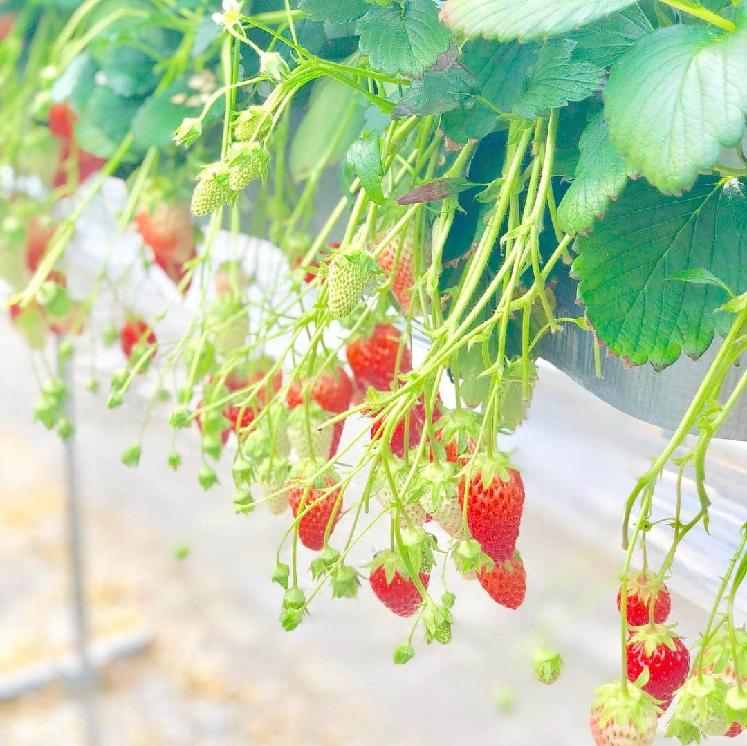 サラさんのインスタグラム写真 - (サラInstagram)「轟ちゃんといちご狩り行ってきた🍓」3月26日 21時27分 - sara_parin