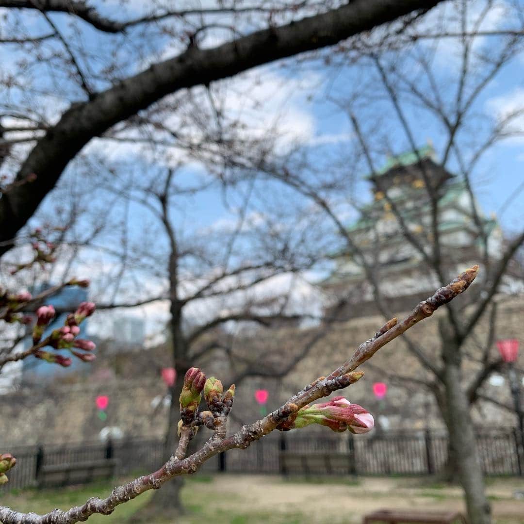 薄田ジュリアさんのインスタグラム写真 - (薄田ジュリアInstagram)「☑︎ 大阪もそろそろ 桜の開花発表があるかな〜と、  標本木のある大阪城公園へ♩  片平気象予報士は毎年 プライベートで見に来るほどの桜好き( ^ω^ )♡ . 結局咲いているのは４輪のみで 開花発表にはなりませんでしたが…  片平さんの桜への深い愛と 豊富な知識をたくさん伺って、  より桜に興味を持ちました。  さぁ明日には☆  #さくら #開花発表ならず #大阪城公園 #気象予報士」3月26日 21時30分 - julia_usuda