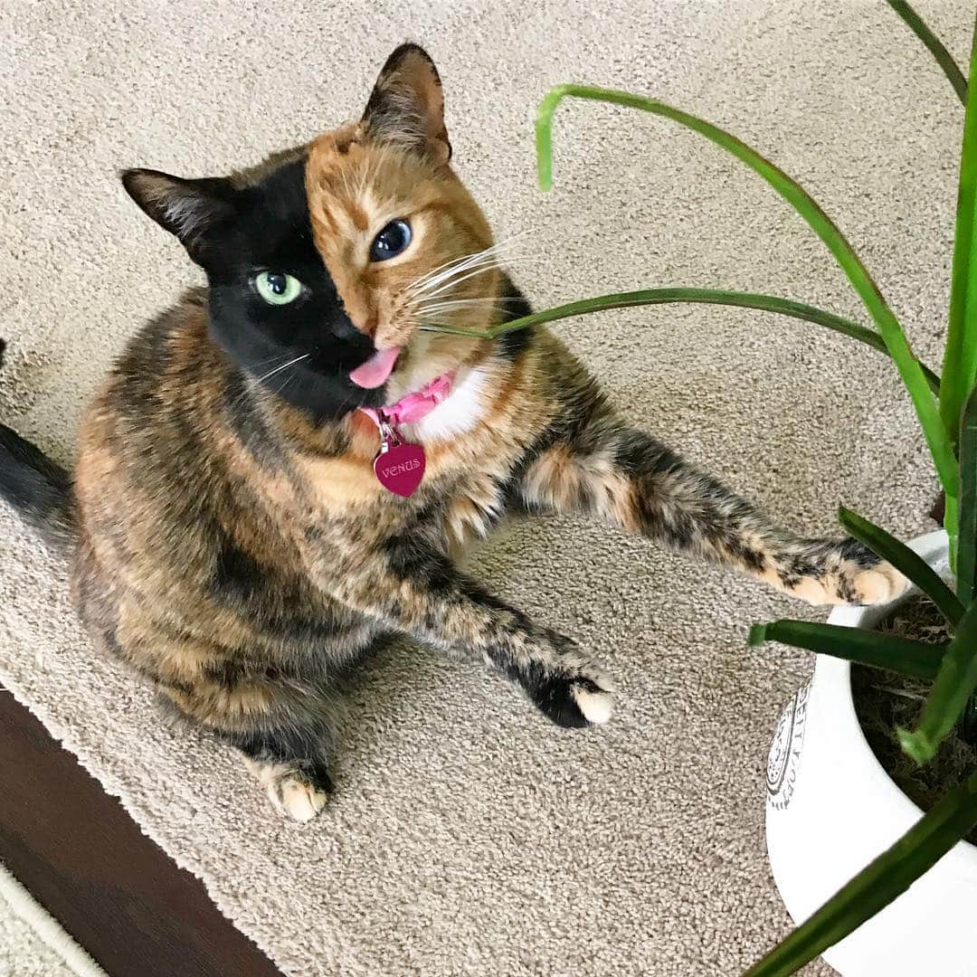 Venus Cat さんのインスタグラム写真 - (Venus Cat Instagram)「Tongue out & ready to tackle this Tuesday morning! 😺🤪🐾 #tongueouttuesday」3月26日 21時39分 - venustwofacecat