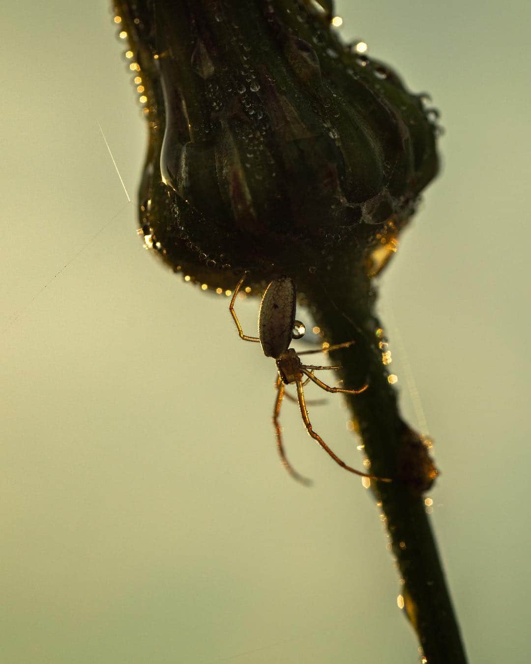 アンジー・ペインさんのインスタグラム写真 - (アンジー・ペインInstagram)「Spider and dew at sunrise. • • • • • #macro #macrophotography」3月26日 21時44分 - angelajpayne