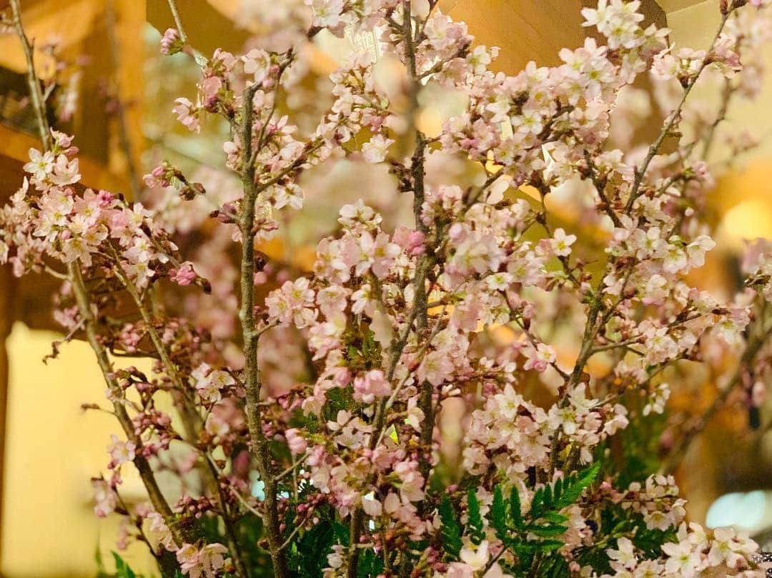 中川愛海さんのインスタグラム写真 - (中川愛海Instagram)「くるり🌸桜入りました！ お花見ぜひ来てねー お待ちしてます！ @ami_nakagawa_  @tacoyaki_kururi  @ami_nakagawa_amyuran  #中川愛海 #お花見 #花見bbq #予約受けたわります」3月26日 21時59分 - ami_nakagawa_