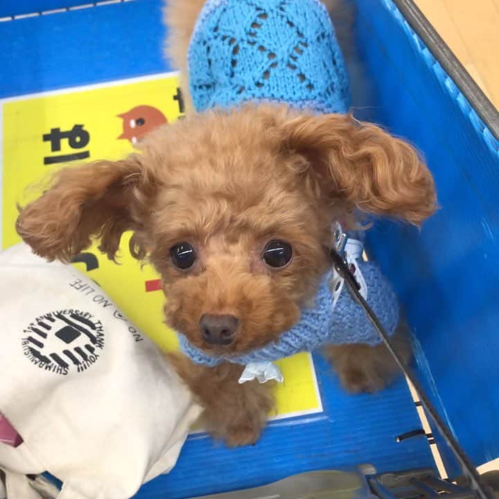 のインスタグラム：「今日は一緒にお買い物に🐶😉 夜は風呂に入れます😁 #プードル#トイプードル#ティーカッププードル#犬#poodle#teacuppoodle#toypoodle#dog#dogstagram#instadog#푸들#caniche#Pudel#貴婦狗#animalsco」