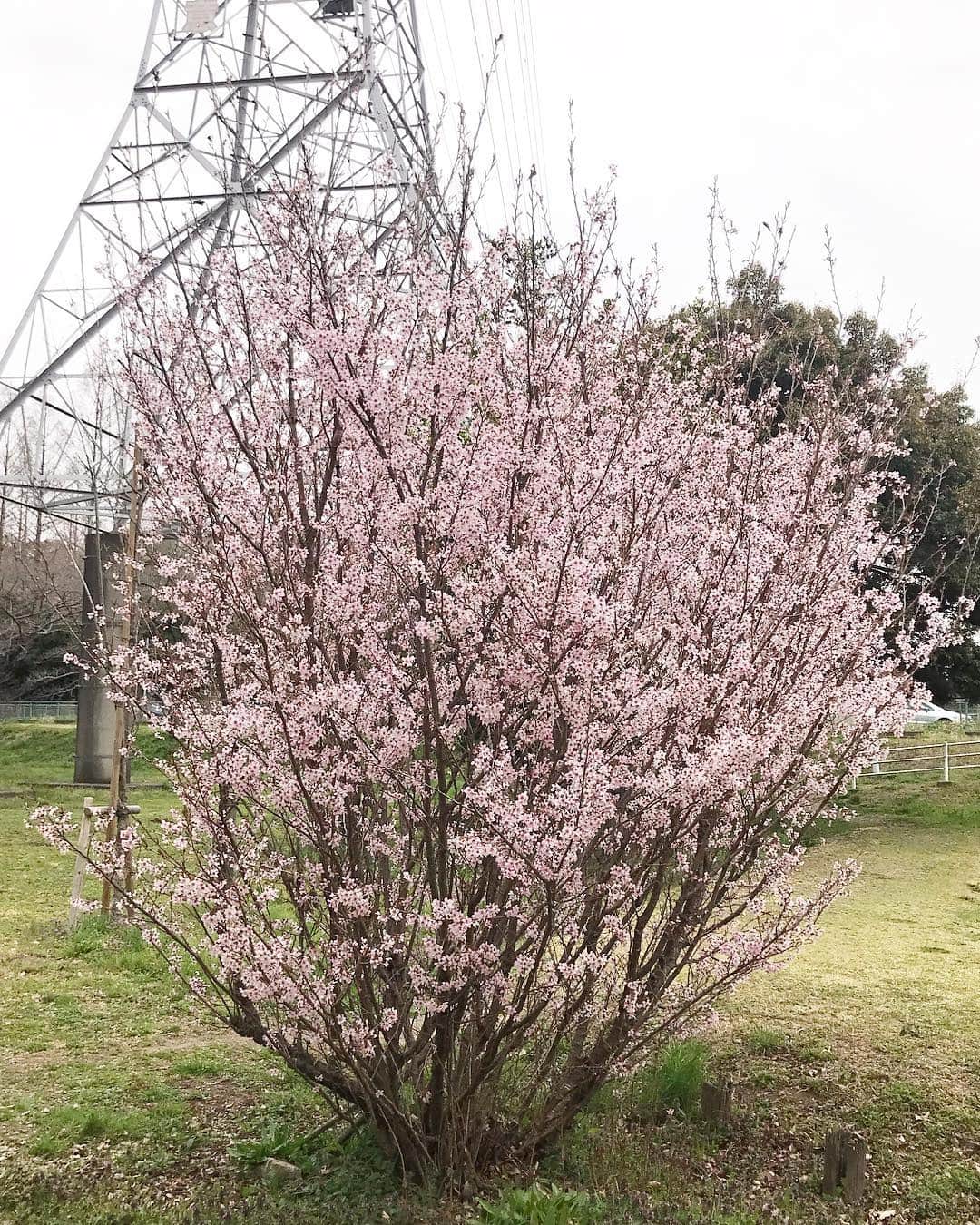 Momoeさんのインスタグラム写真 - (MomoeInstagram)「🌸🌸🌸🌸🌸🌸🌸🌸🌸🌸🌸 . . １日30分くらいなら 歩いていいよーって言われてるから この間しゅぴと近くの公園に お散歩に行ってきた🚶‍♀️ . （結局歩いたの10分くらい笑） . 私のイメージしてる桜とは 全然違う桜が咲いてた📸✨ . なんだこの木は🌳ってなった（笑） . 最近は本当に 病院の行き来くらいしかしてない😟 産婦人科、内科、歯医者の往復😐 . だからたまーにこうやって お散歩すると凄く楽しい🤤 . . 🌸🌸🌸🌸🌸🌸🌸🌸🌸🌸🌸 . .  #love #instagood #cute #tbt #like4like	#followme	#follow #me #selfie #art  #friends #nature #fun #smile #instalike #family #likeforlike #いいね返し #baby #maternity #flower #桜」3月26日 21時54分 - momoe75