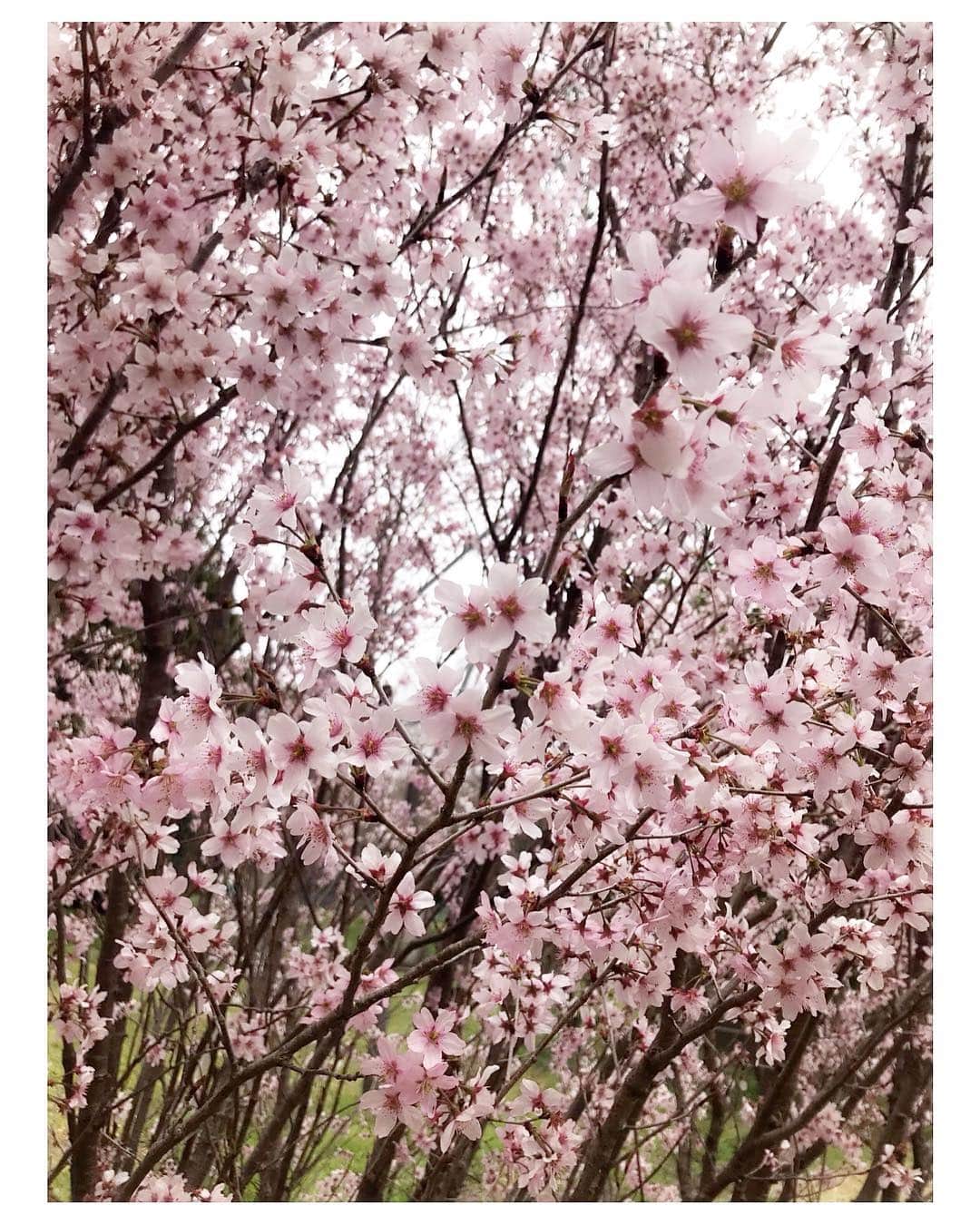 Momoeさんのインスタグラム写真 - (MomoeInstagram)「🌸🌸🌸🌸🌸🌸🌸🌸🌸🌸🌸 . . １日30分くらいなら 歩いていいよーって言われてるから この間しゅぴと近くの公園に お散歩に行ってきた🚶‍♀️ . （結局歩いたの10分くらい笑） . 私のイメージしてる桜とは 全然違う桜が咲いてた📸✨ . なんだこの木は🌳ってなった（笑） . 最近は本当に 病院の行き来くらいしかしてない😟 産婦人科、内科、歯医者の往復😐 . だからたまーにこうやって お散歩すると凄く楽しい🤤 . . 🌸🌸🌸🌸🌸🌸🌸🌸🌸🌸🌸 . .  #love #instagood #cute #tbt #like4like	#followme	#follow #me #selfie #art  #friends #nature #fun #smile #instalike #family #likeforlike #いいね返し #baby #maternity #flower #桜」3月26日 21時54分 - momoe75
