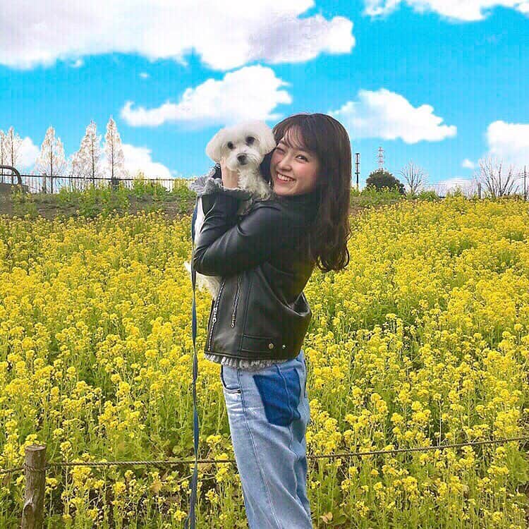 のインスタグラム：「春になってきたので この間のおさんぽは、お花があるところに🐾  少し歩くとお花が咲いてるから この季節はほんとすき🥰  そして免疫治療、毎日がんばってたから 今年から花粉とおさらばできてるの！ だから尚更、春がきもちよくなった✨  #お花畑#お花#春#散歩#おさんぽ#いい天気 #マルチーズ#シーズー#愛犬#ペット#休日 #お出かけ#黄色い花#アウトドア#春コーデ」
