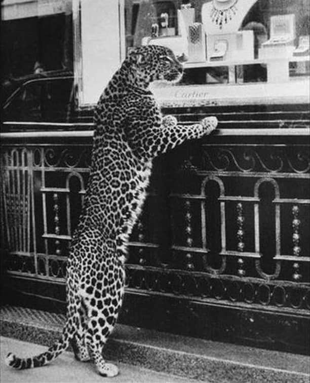 のインスタグラム：「Cartier advertisement shot by Jean Larivière, circa 1950.」