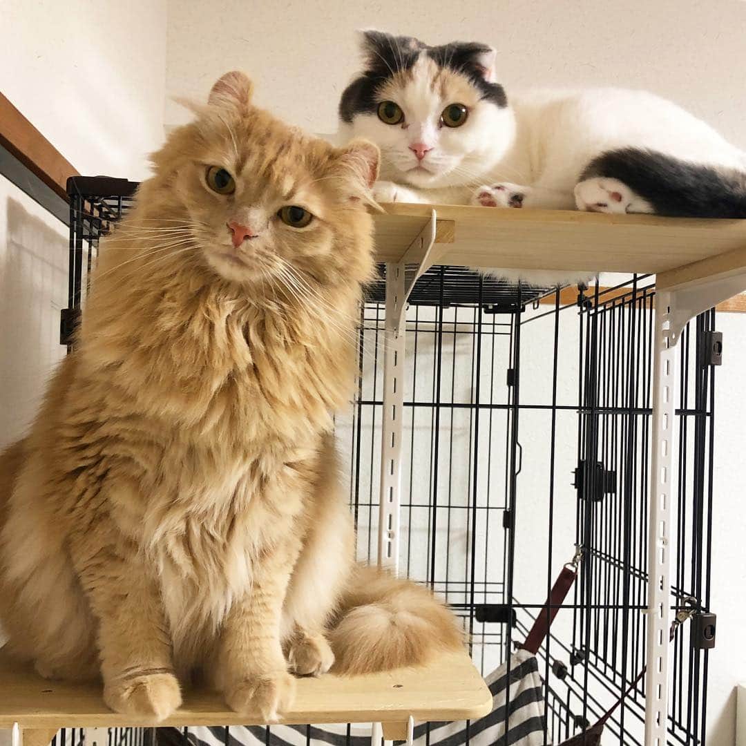 むぎちょこさんのインスタグラム写真 - (むぎちょこInstagram)「珍しく2人で居たよ😸🦁 ⁑ 昨日は むぎへ 温かいお誕生日メッセージ ありがとうございました☺️✨ こんな時に私は 風邪をひいて寝込んでしまって💦 メッセージをいただいたのに お友達の所にも訪問できず お返事にも お時間かかってしまいそうです💦 今年の風邪はしぶといですね💦 完全復活まで数日かかりそう💧 寒暖の差も激しいこの時期 皆さんも気をつけてくださいね😷🤧💦 . 😺むぎ♀mugi #scottishfold #スコティッシュフォールド 🦁ちょこ♀choco #americancurl #アメリカンカール 🦊みるく♀milk #ラグドール #Ragdoll #anicas #サンデイ #meowed‪ #無敵の親バカ同盟 #ペコねこ部 #ふわもこ部 #猫 #ペトこと猫部 ‬ #猫すたぐらむフォトコンテスト」3月26日 22時01分 - mugi325channel