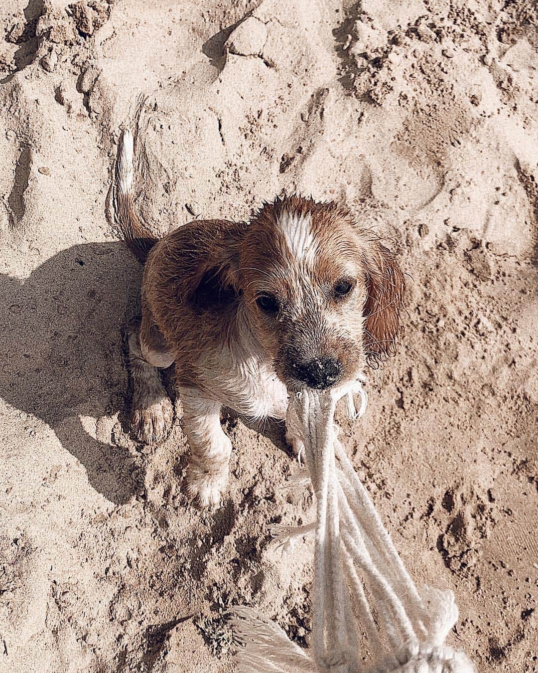 Manamiのインスタグラム：「🐶💕🥺🥺🥺 ㅤ スリランカのわんこはとってもfriendly🥺💓 puppyちゃん連れて帰りたかった😭💕」
