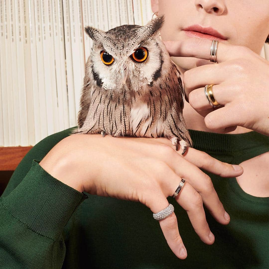 ティファニーさんのインスタグラム写真 - (ティファニーInstagram)「A mix of #Tiffany band rings is sure to make them hoot and howl. Tap to go wild. #TiffanyPets #ThisIsTiffany - Photo: @philippejarrigeon  All care was taken to ensure the wellbeing of the animals featured in these images.」3月26日 22時08分 - tiffanyandco