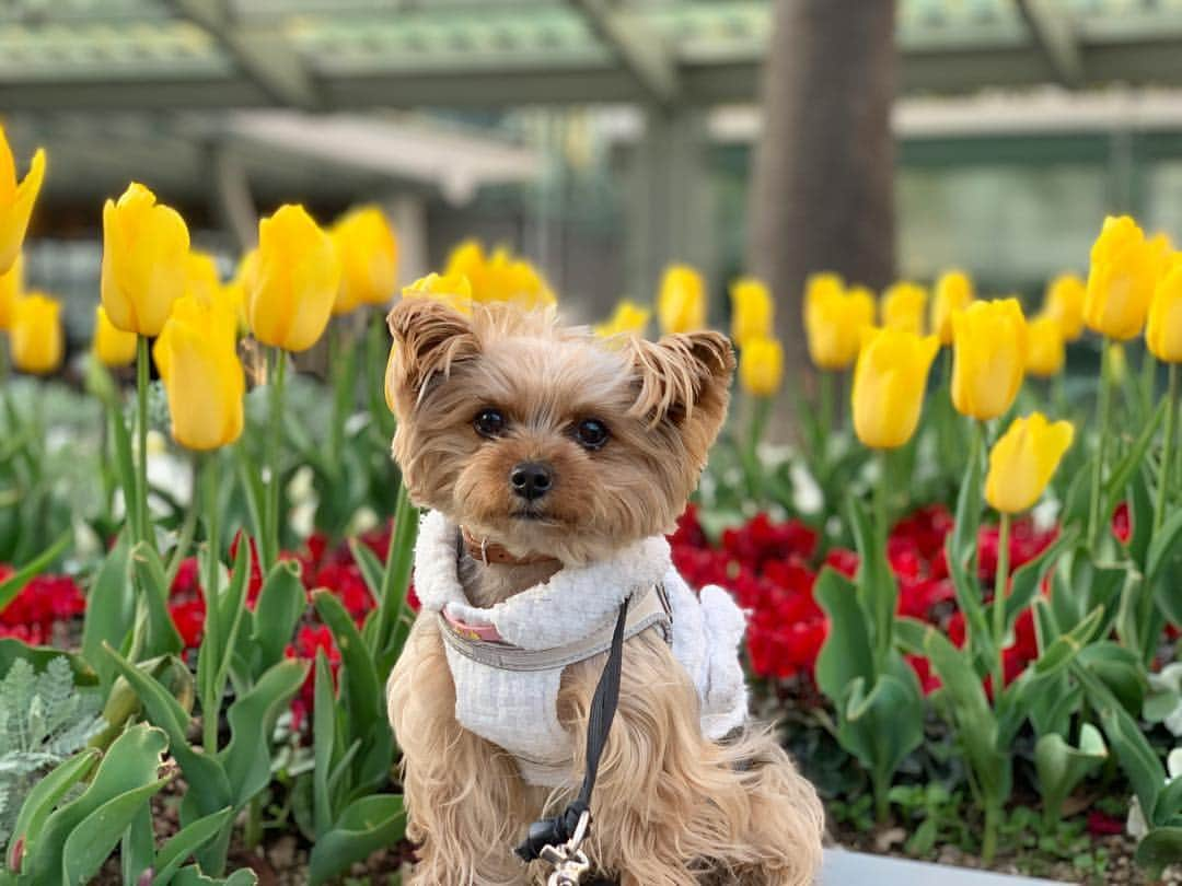 Rubyさんのインスタグラム写真 - (RubyInstagram)「ㅤㅤㅤㅤㅤㅤㅤㅤㅤㅤㅤㅤㅤㅤ 🐶💬 my human is waiting for cherry blossoms blooms fully 🌸 あたしのママは桜が満開になったらあたしのお迎えに来るそうです。グランパとグランマに今のうちにいっぱい甘えておくよ。 ㅤㅤㅤㅤㅤㅤㅤㅤㅤㅤㅤㅤㅤㅤ ㅤㅤㅤㅤㅤㅤㅤㅤㅤㅤㅤㅤㅤㅤ ルビたんはグランパにシャンプーしてもらったそう。私がやると大騒ぎで嫌がるけど、実家ではいい子らしい。なぜ私にはなにをしても反抗的なんだかよくわかりません😅 #yorkie #yorkshireterrier #ヨーキー #ヨークシャテリア」3月26日 22時10分 - ruby_the_yorkie