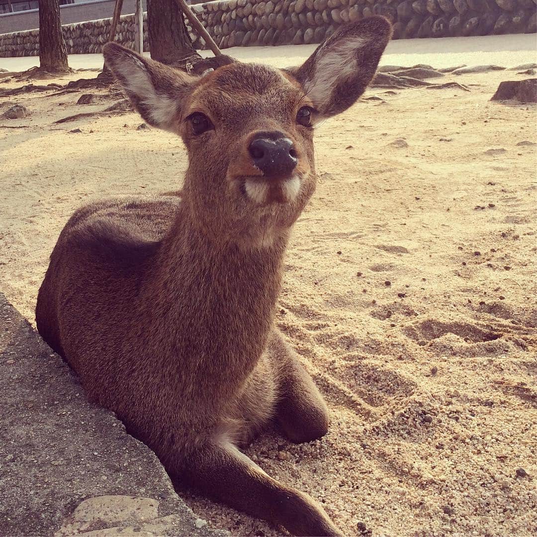のインスタグラム：「※ いつぞやの 厳島神社の鹿。 （かわいい）」