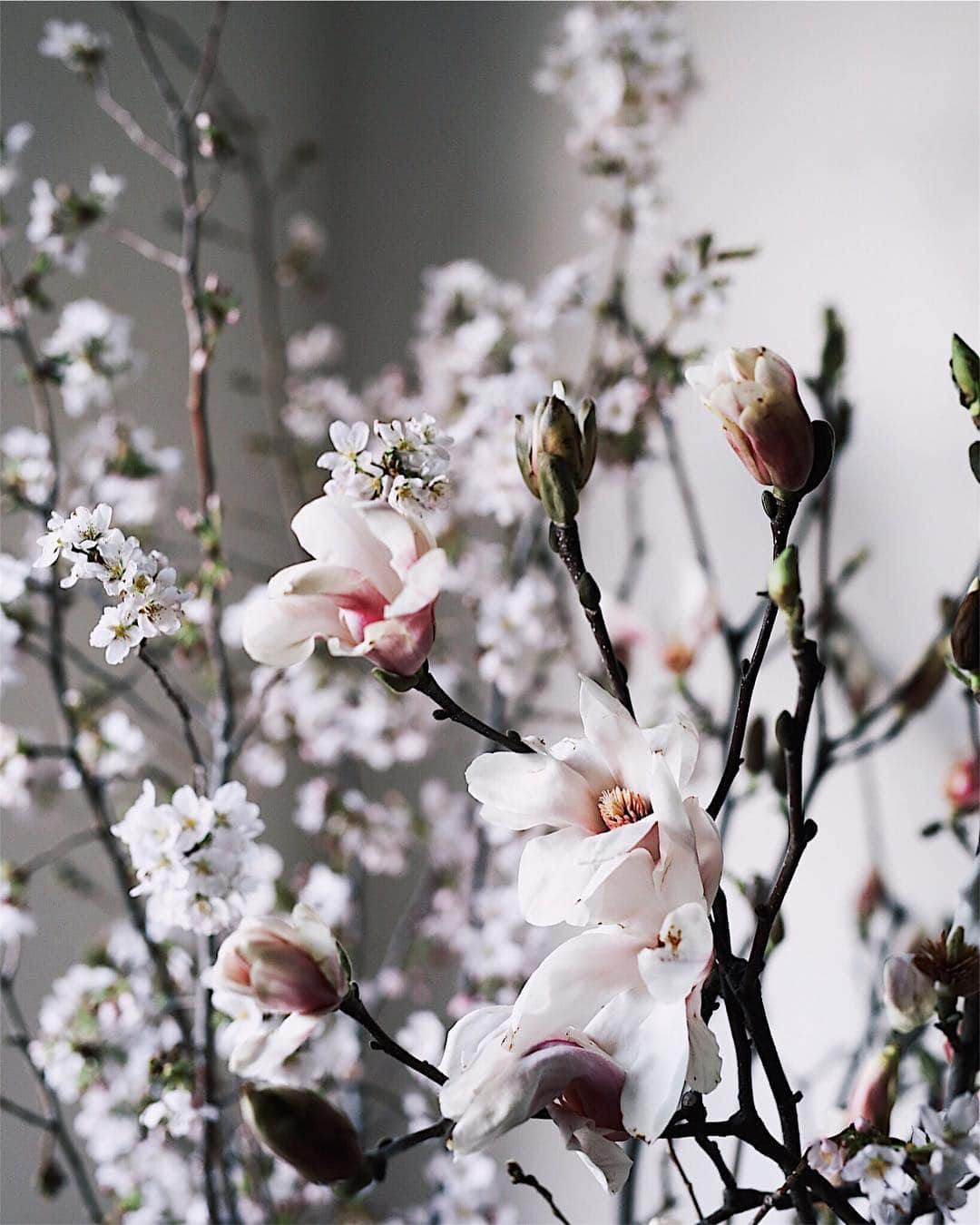 増田由希子さんのインスタグラム写真 - (増田由希子Instagram)「Magnolias and sakura.🌸🌸🌸 #sakura #magnolia #magnolias #spring #springflowers #cherryblossom #favoriteflowers  #木蓮と吉野桜」3月26日 22時23分 - nonihana_