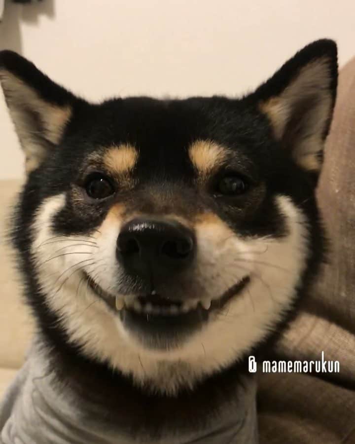 まめ丸のインスタグラム：「* * おやつたべおわると、 もっと落ちてないか確認しちゃうぼく🐶 #みんなやるよね 🐶❓ * more please🐶💓 * #花粉症のカイカイ対策に #着るエリザベスカラー買ってみたよ  #このグレーのお洋服 👕 ストーリーの楽天roomにのせたよ🐶💓 * #柴犬#豆柴#柴#黒柴#犬#しばいぬ#shiba#shibainu#shibastagram#shibadog#shibapuppy#puppy#instadog#dogstagram#dog#pet#petstagram#adorable#cute#cutedog#ig_dog#worldofcutepets#dailyfluff#weeklyfluff#楽天roomに載せてます#roomインフルエンサー」
