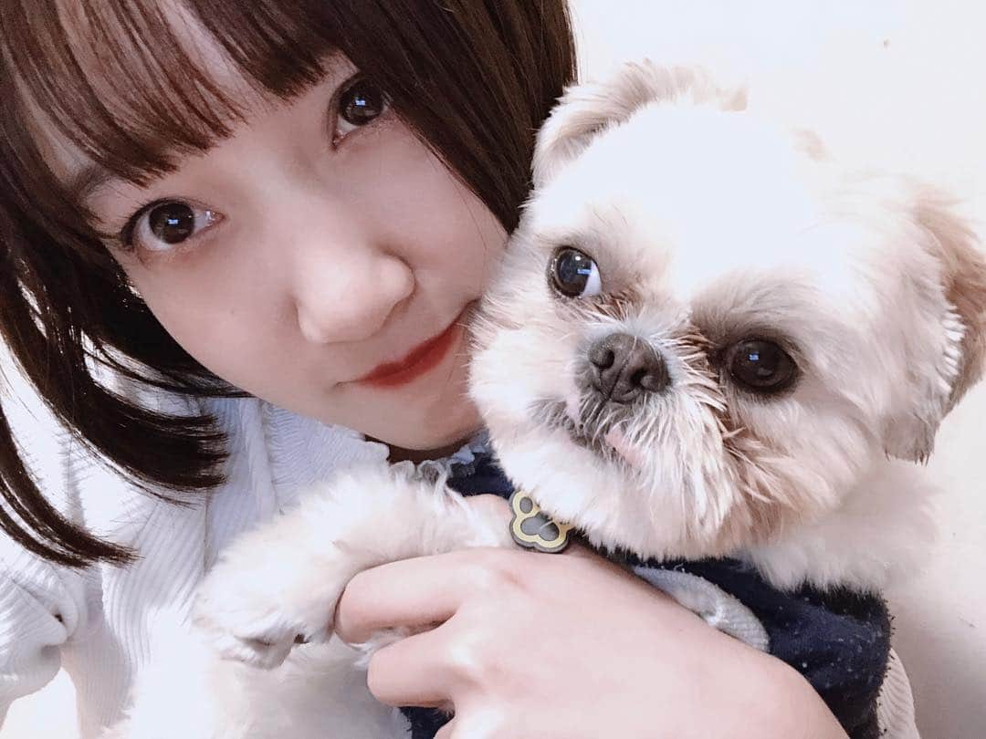 栗野春香（はっちゅん）のインスタグラム：「﻿ .﻿ ﻿ ﻿ いやすぎて顔がしんでる天使﻿ ﻿ いやすぎてあくびをする天使﻿ ﻿ ストレス社会だねっごめんねっかわいいねっ🥴﻿ ﻿ .﻿ ﻿ ﻿﻿ #シーズー #いぬ #dog #shitzu #japanesegirl #japaneseactress」
