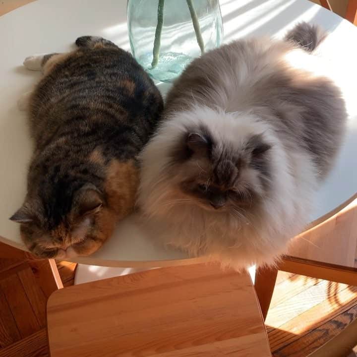 Tinaのインスタグラム：「a slug & a loaf 🐌🍞」
