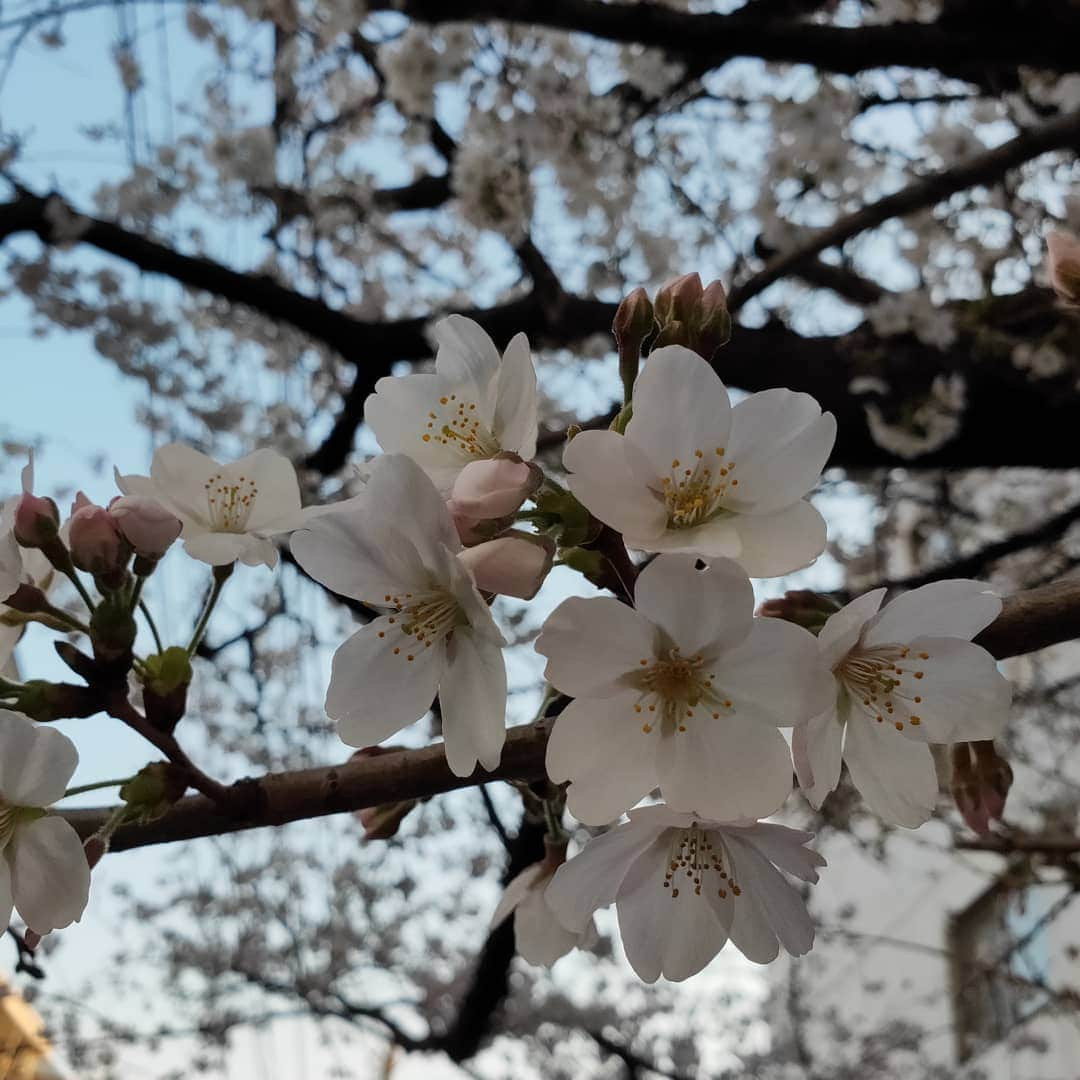 宮下ともみさんのインスタグラム写真 - (宮下ともみInstagram)「落ちてた花びらをしばらく大事に持ってました🌸  #桜#息子#花びら離さない#週末はお花見できるかな」3月26日 22時37分 - tomomimiyashita_official