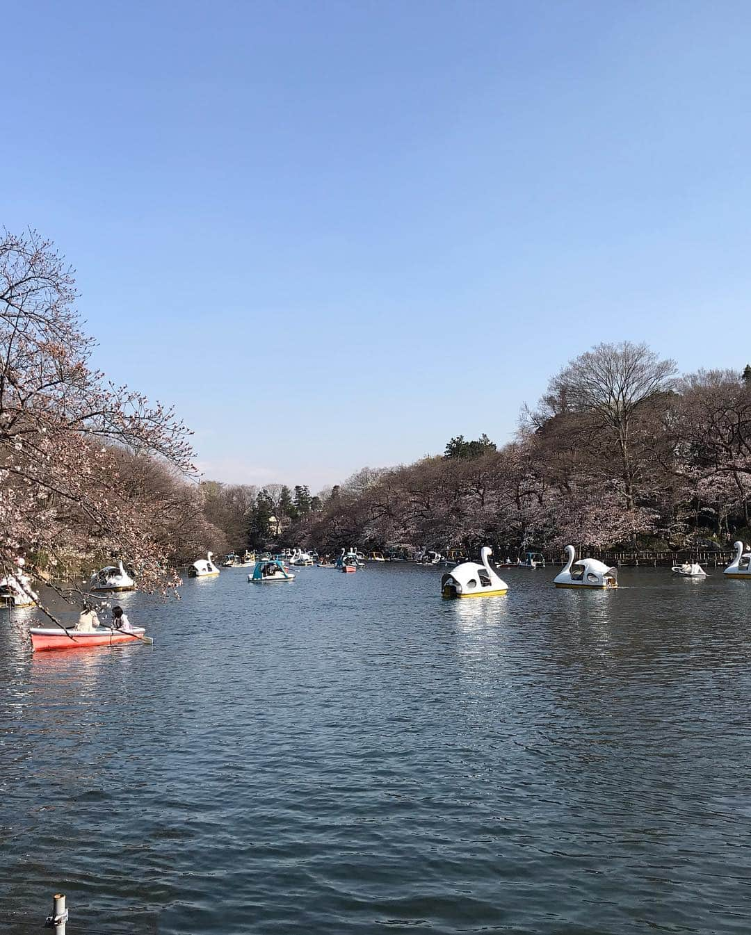 松野有里巳さんのインスタグラム写真 - (松野有里巳Instagram)「本日の吉祥寺レッスン後の 井の頭公園の桜🌸 あと1週間後くらいが見頃かな？ また来週レッスン後に来てみよ🌸 #井の頭公園 #花見」3月26日 22時39分 - arimin55