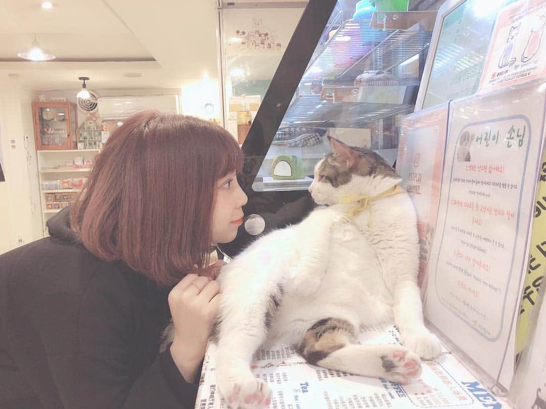 吉澤友貴さんのインスタグラム写真 - (吉澤友貴Instagram)「韓国でも猫カフェ🐱 韓国きて猫カフェで1番写真撮った😂 、 はぁ～かわいすぎたなぁぁ😭❤️❤️」3月26日 22時45分 - yuki_yoshizawa_