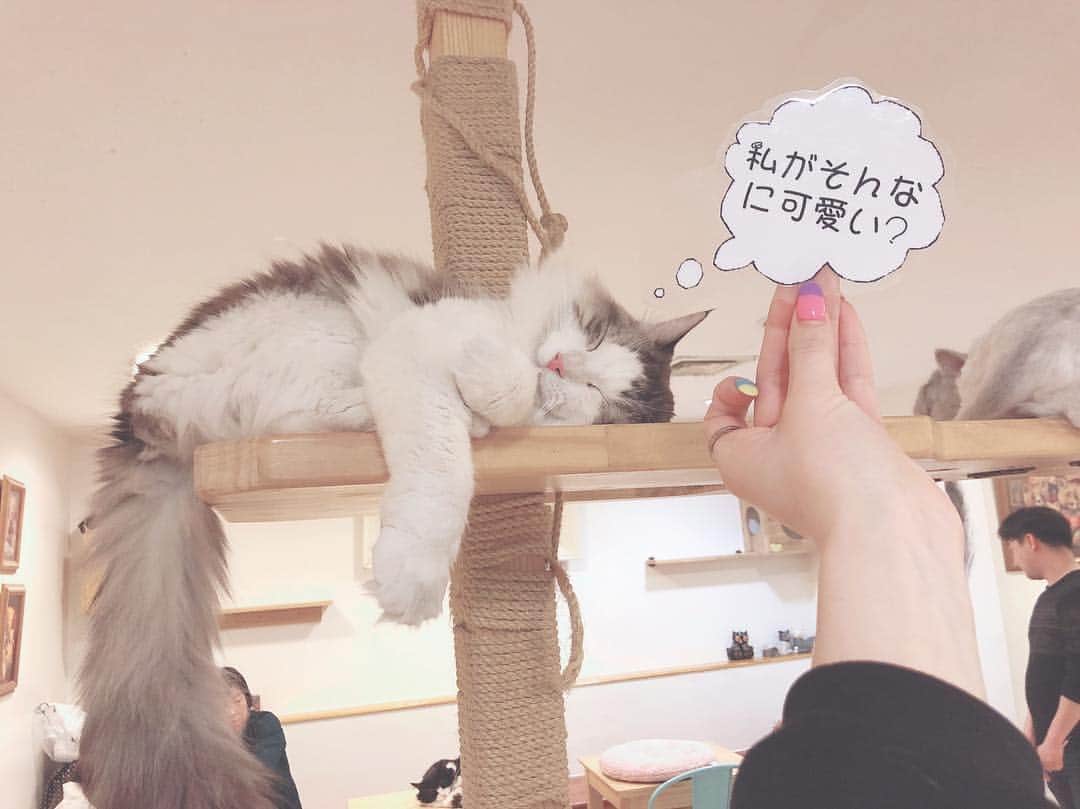 吉澤友貴さんのインスタグラム写真 - (吉澤友貴Instagram)「韓国でも猫カフェ🐱 韓国きて猫カフェで1番写真撮った😂 、 はぁ～かわいすぎたなぁぁ😭❤️❤️」3月26日 22時45分 - yuki_yoshizawa_