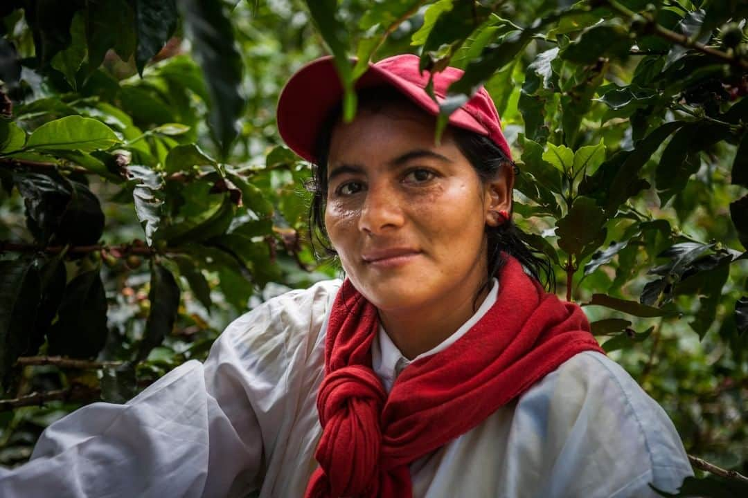 NESCAFEさんのインスタグラム写真 - (NESCAFEInstagram)「#GrownRespectfully in numbers💚: 🌱29.2m plantlets have been distributed in Mexico, increasing productivity by 81%; 🌱$5m of additional farm revenue in Colombia, thanks to 45 million leaf rust tolerant plantlets; 🌱10000 farmers across Central America received over 13.5 million leaf rust tolerant plantlets; #nescaféplan #nestlé #nescafe」3月26日 23時00分 - nescafe