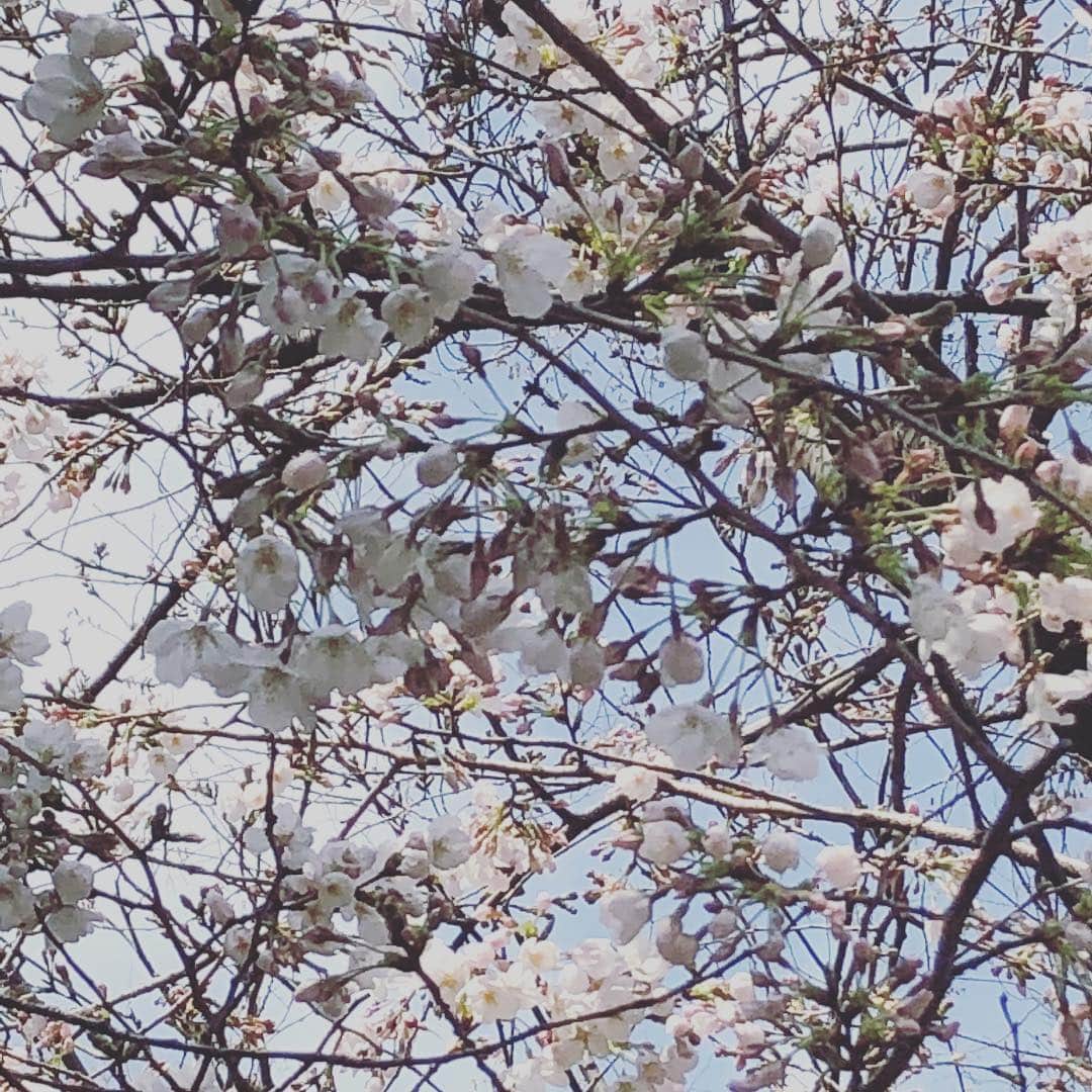 江藤あやさんのインスタグラム写真 - (江藤あやInstagram)「それはそれは、とても濃厚な二日間でした。脳味噌がウニになるぐらい頭使いました。 ふわふわしてます。 でも心地良い疲れ。 この場所に居続けたい！ 現場に出たい！ 皆さん、ありがとうございました。 ・ ふと見上げたら、いつの間にか桜🌸が咲いてました。 桜見上げる余裕すらなかっなぁ（笑）」3月26日 23時01分 - ayayakko19