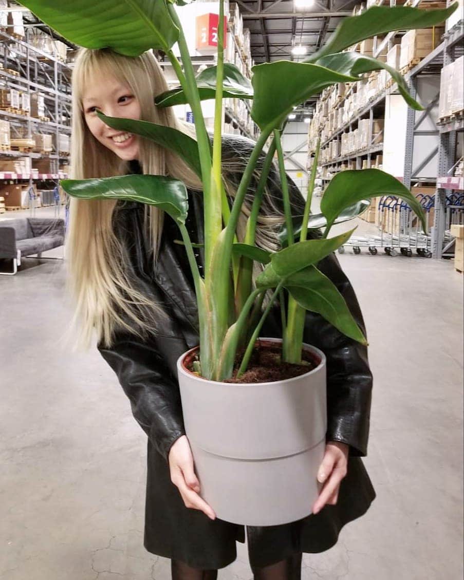 フェルナンダ・リーのインスタグラム：「Happily picked up a new friend yesterday! I'm so excited to watch the leaves unfurl during growing season 🤤 🌿🍀🌱☘🍃🌱 #strelitziareginae」