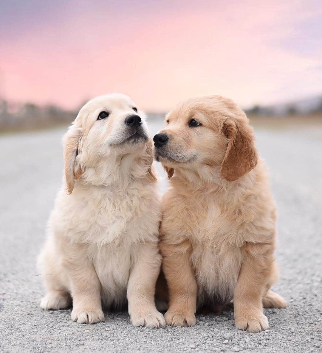 DogsOf Instagramのインスタグラム：「“Love is in the air ✨” writes @lotte_thechocolate」