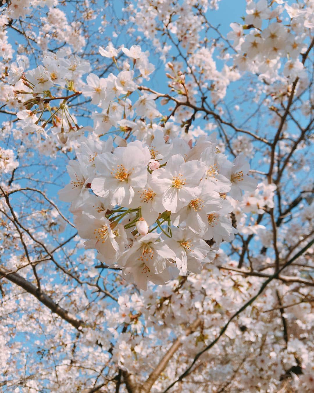 佐藤千晶さんのインスタグラム写真 - (佐藤千晶Instagram)「春がやってきた！  #桜 #さくら #春 #spring #cherryblossom  #東京 #tokyo #中目黒 #nakameguro」3月26日 23時05分 - satochiaki125