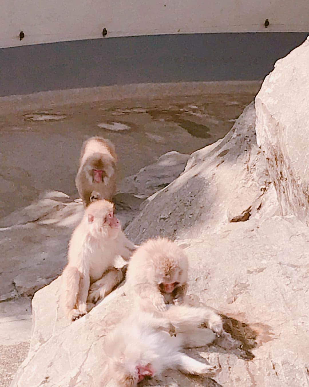 中川梨花さんのインスタグラム写真 - (中川梨花Instagram)「念願の！上野動物園に行ってきました💓 シャンシャン初めまして！可愛いくて愛おしかった、、🐼🥺💕✨✨生まれてきくれてありがとうって気持ちになったよ！🐼🎂他にも色々な動物さんに会えて本当にワクワクしました🦉👏🏻🎵」3月26日 23時13分 - rikanakagawa_official