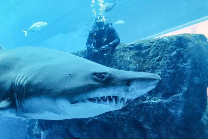 ジェイソン・デルーロのインスタグラム：「I went swimmin with the Sharks #DeruloDoesIt」