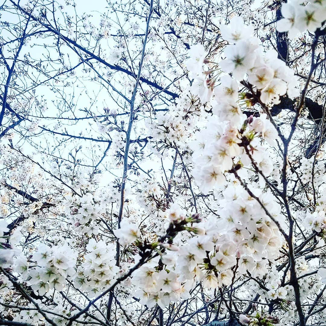 Ginaさんのインスタグラム写真 - (GinaInstagram)「桜が少しずつ咲いてきたので、スタイリング材も変えてみました🙋  #ジョヴァンニ シャイニーヘアワックスの新商品、その名もチェリーブロッサム🌸🌸 この時期って意外と乾燥するので、ツヤ感を出してまとめやすくしてくれる頼れる存在。  ほんのり甘いお花の香りで、いつでもお花見気分が楽しめちゃいます😊  ちなみに編集部近くの花見の名所、千鳥ヶ淵はすでに多くの人が！でもまだ五分咲きでした。見頃は来週くらいかなぁ👀 #Gina #Ginamagazine #Gina展示会レポ #giovanni #CosmeKitchen #コスメキッチン」3月26日 23時21分 - gina_mag