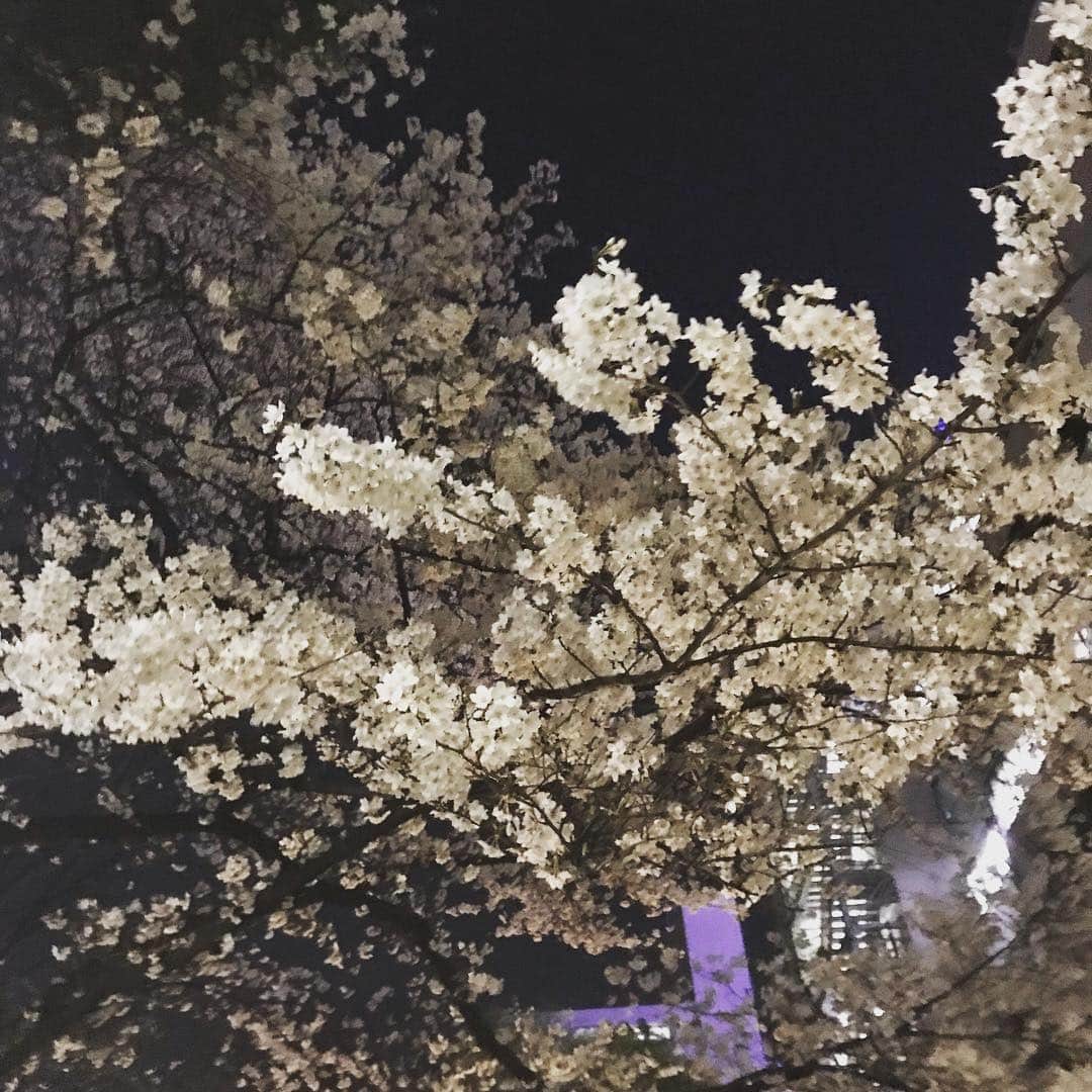 階戸瑠李さんのインスタグラム写真 - (階戸瑠李Instagram)「#桜 花粉に負けず、お花見したいな🌸」3月26日 23時21分 - ruriponta