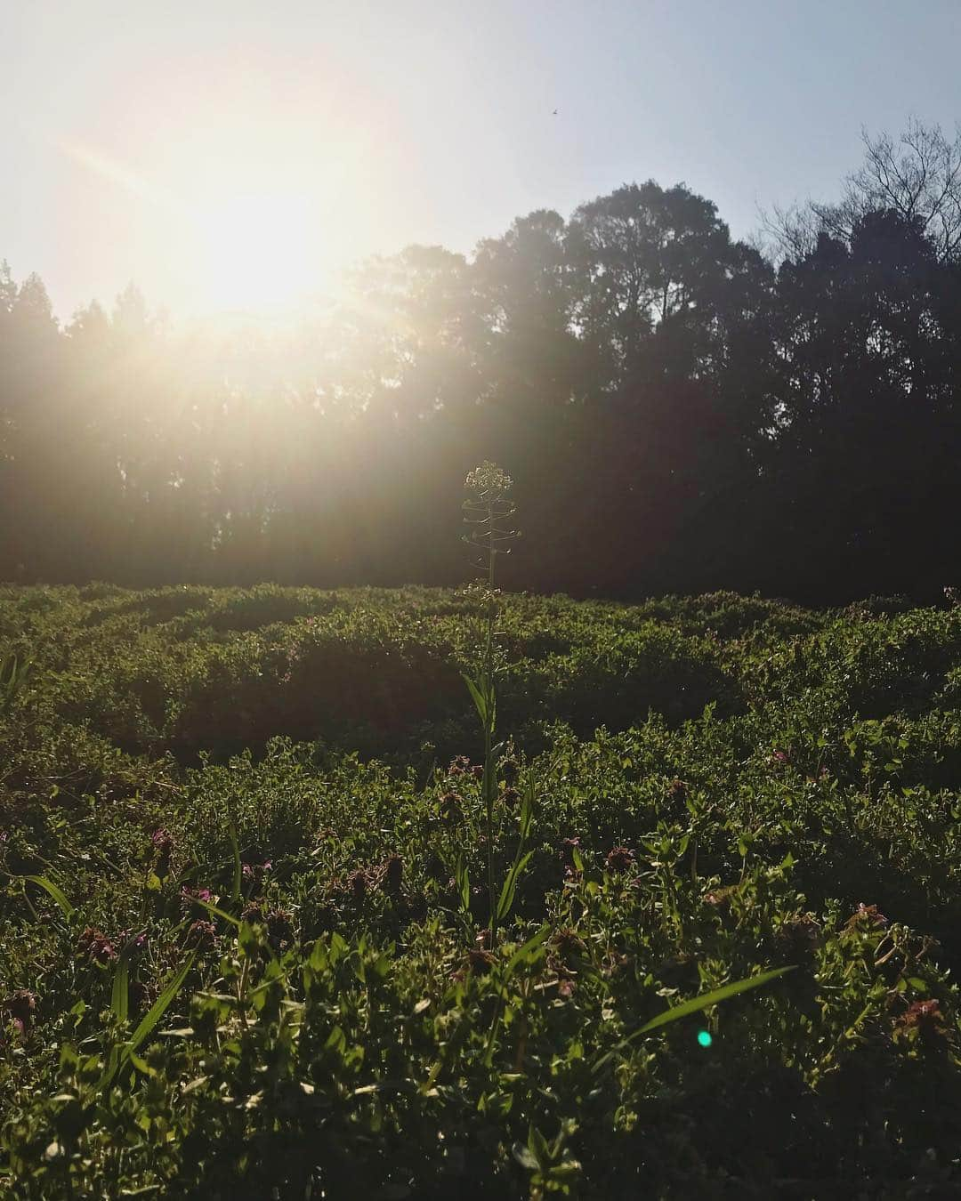 青葉市子さんのインスタグラム写真 - (青葉市子Instagram)3月26日 23時35分 - ichikoaoba