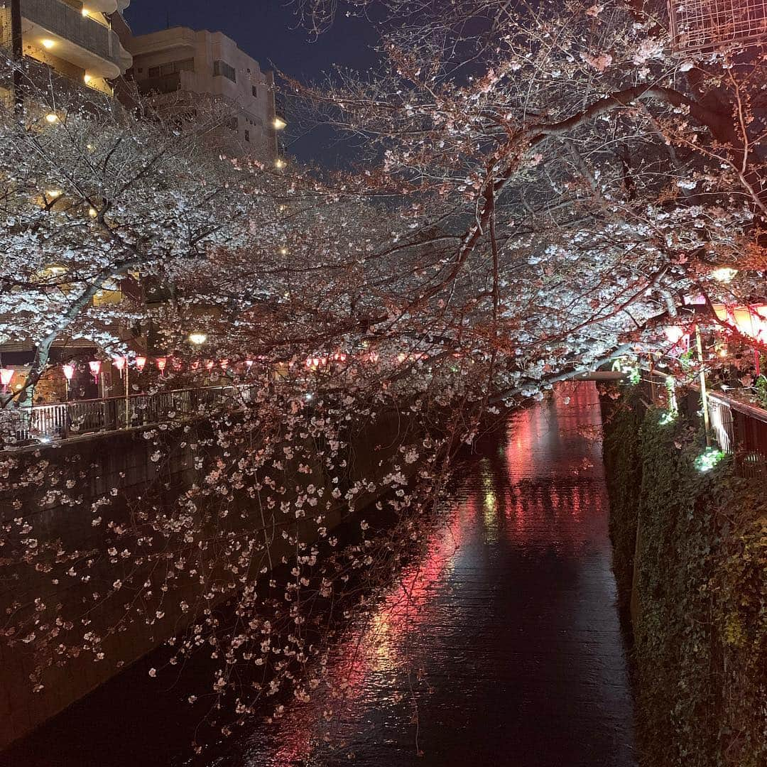 星村麻衣さんのインスタグラム写真 - (星村麻衣Instagram)「目黒川の桜🌸 なんだかんだで毎年来てる気がする( ¨̮ )‪︎❤︎ #中目黒 #桜 #三分咲き #月一美食倶楽部 #sourire #スゥリル #食べログ4点超え」3月26日 23時36分 - hoshimuramai