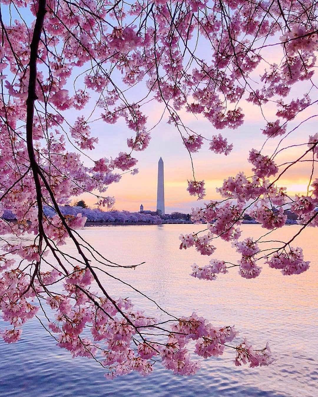 Oracle Corp. （オラクル）さんのインスタグラム写真 - (Oracle Corp. （オラクル）Instagram)「Oracle’s 11th Annual Federal Forum is happening today in Washington, D.C. Greeted by the blossoming cherry trees, agency leaders, premier partners, and major system integrators come together to discuss strategic IT initiatives with officers and spokespeople from all facets of the government. “Tomorrow’s Government, Today” is a chance for everyone to learn how to leverage emerging technologies such as blockchain, artificial intelligence, and machine learning to innovate citizen engagement. 📸: @brentbrooks via @usinterior • • • #oraclefedforum #washingtonDC #ITinitiatives #AI #machinelearning #blockchain #cloud #saas #paas #iaas #government #cybersecruity」3月26日 23時38分 - oracle