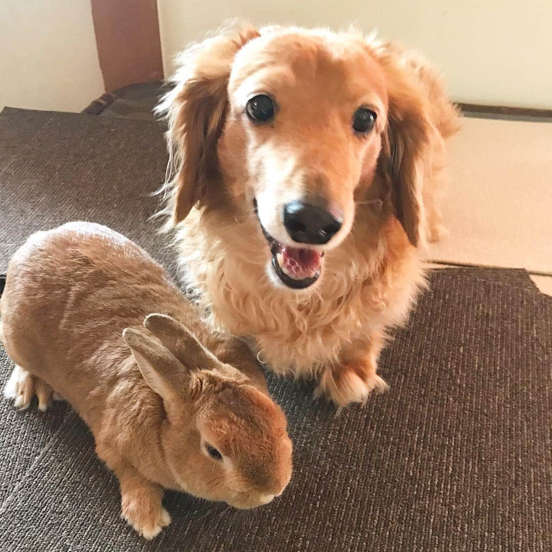 Chieko Shibutaさんのインスタグラム写真 - (Chieko ShibutaInstagram)「たろー🐶＆うじゃこ🐰地方☔️ イタズラ大好き！ 団結👍 掃除の邪魔🧹 たろー！ 楽しそうだね^_^ お付き合いしますよ👍🐰✨ 💕✨🐶🍀🐰✨💕 #dachshund #dachshunds #dachshundlove #dog #dogs #doglove #instadog #instagram #instagood #pet #pets #petsagram #cute #cutepe #cutepet #cutedog #cuteanimals #likes #09076999576 happy #smile #rabbit #ラビット #ミニュチュア #ミニュチュアダックス  #ミニュチュアダックスフント #うさぎ部 #うさぎ #ダックス #ダックスフンドロングヘアー#ねざーらんどどわーふ」3月26日 23時39分 - chieko.81