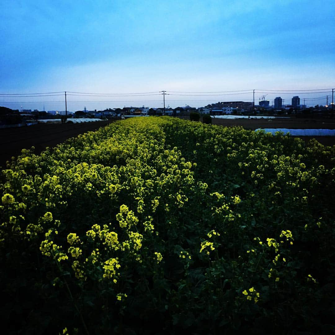 ナガイケジョーさんのインスタグラム写真 - (ナガイケジョーInstagram)「千葉っぽさ。 #菜の花」3月26日 23時48分 - joenagaike