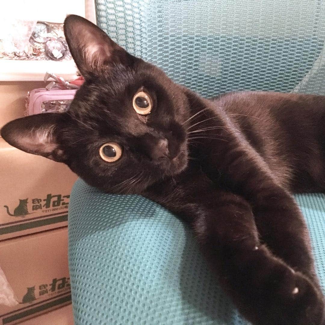 しおやてるこさんのインスタグラム写真 - (しおやてるこInstagram)「くろすけが私の椅子に居座るの巻 #黒猫」3月26日 23時55分 - shiochin1129
